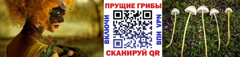 хочу наркоту  Кедровый  Галлюциногенные грибы мицелий 